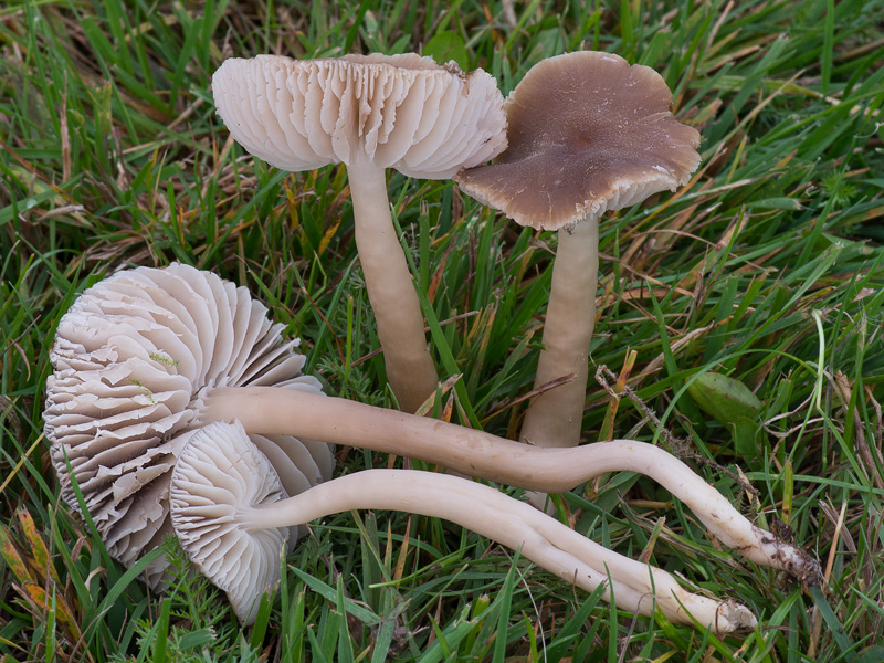 Hygrocybe nitrata